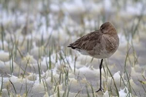 Images Dated 26th March 2013: Black-tailed Godwit -Limosa limosa- in the snow, Burgenland, Austria