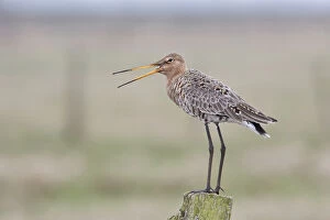 Black-tailed Godwit -Limosa limosa- standing on a wooden pole, Texel, West Frisian Islands, province of North Holland