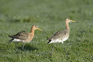 Black-tailed Godwits -Limosa limosa-, displaying, Texel, West Frisian Islands, province of North Holland