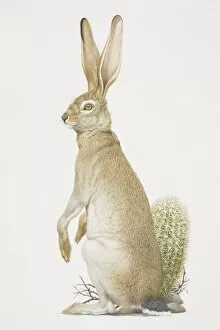 Images Dated 11th July 2006: Black-tailed Jackrabbit (lepus californicus) sitting up, side view