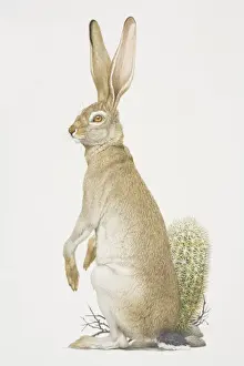 Alertness Prints: Black-tailed Jackrabbit (lepus californicus) sitting up, side view