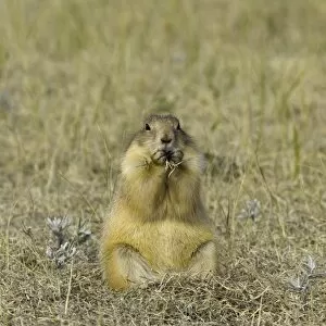 Images Dated 26th June 2006: Black-tailed prairie dog (Cynomys ludovicianus) eating grass, autumn