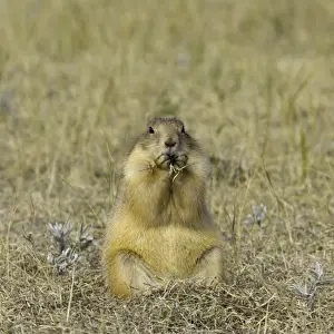 Prairie Dog Prints: Black-tailed prairie dog (Cynomys ludovicianus) eating grass, autumn