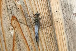 Images Dated 16th July 2013: Black-tailed Skimmer -Orthetrum cancellatum-, male resting on a board, Zicklacke soda lake