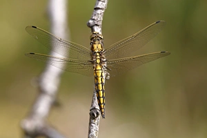 Images Dated 27th May 2012: Black-tailed skimmer -Orthetrum cancellatum-, female, Huehnermoor marsh near Marienfeld, Guetersloh