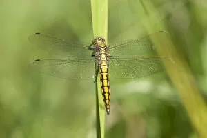 Odonate Gallery: Black-tailed Skimmer -Orthetrum cancellatum-, juvenile dragonfly on a blade of grass, Barum