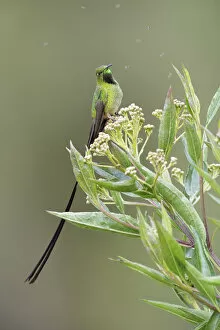 Images Dated 4th April 2017: Black-tailed Trainbearer