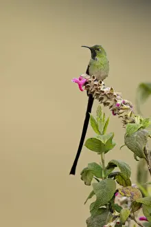 Tropical Bird Prints: Black-tailed Trainbearer (Lesbia victoriae)