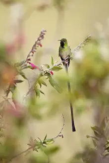 Tropical Bird Prints: Black-tailed Trainbearer (Lesbia victoriae)