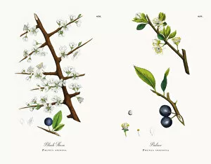 Images Dated 13th December 2017: Black Thorn, Prunus spinosa, Victorian Botanical Illustration, 1863