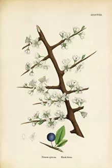 Images Dated 19th September 2017: Black Thorn, Prunus spinosa, Victorian Botanical Illustration, 1863