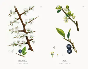Black Thorn, Prunus spinosa, Victorian Botanical Illustration, 1863