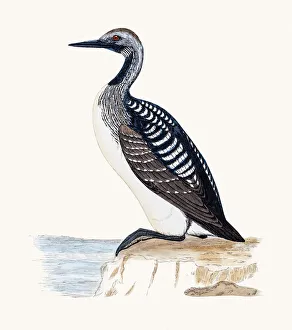 Images Dated 10th June 2016: Black Throated Loon