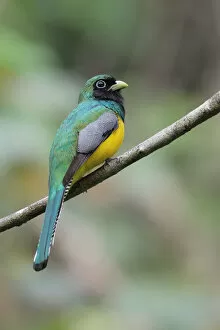 Images Dated 12th June 2015: Black-throated Trogon