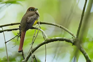 Images Dated 21st April 2016: Black-throated Trogon
