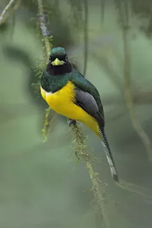 Images Dated 14th June 2015: Black-throated Trogon