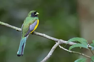 Images Dated 12th June 2015: Black-throated Trogon