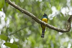 Images Dated 28th March 2012: Black-throated Trogon -Trogon rufus-, male, Sirena, Corcovado National Park, Puntarenas Province