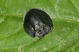 Coleoptera Gallery: Black tortoise beetle -Cassidinae-, Tiputini rain forest, Yasuni National Park, Ecuador