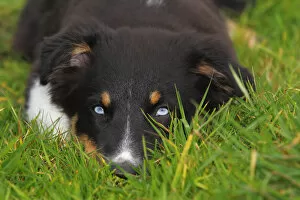 Animal Portrait Gallery: Black Tri Australian Shepherd, puppy, with blue eyes