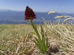 Black Vanilla Orchid -Nigritella nigra-, Carinthia, Austria