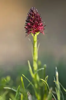 Orchids Prints: Black Vanilla Orchid (Nigritella nigra)