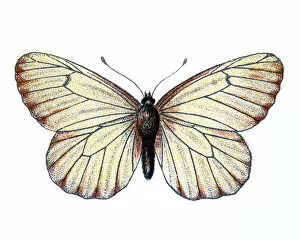 Natural World Collection: Black-veined white, Aporia crataegi, Butterfly, Insects, Wildlife art