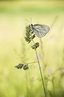 Black-veined White butterfly -Aporia crataegi- on Cock s-foot or Orchard Grass -Dactylis glomerata-, Thuringia, Germany