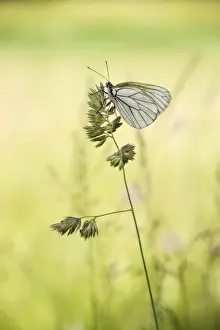 Pierid Prints: Black-veined White butterfly -Aporia crataegi- on Cock s-foot or Orchard Grass -Dactylis glomerata