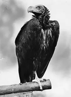 Black Vulture