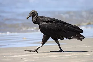 Harry Laub Travel Photography Collection: Black Vulture (Coragyps atratus) strides on the beach, Samara, peninsula Nicoya, province