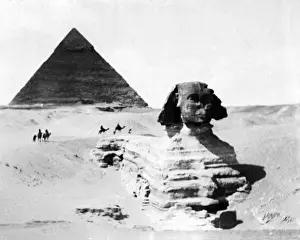 Camels Prints: black & white, camels, circa, desert, egypt, africa, giza plateau, historical, history