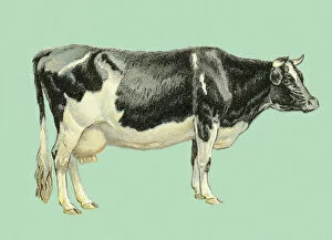 Livestock Gallery: Black and White Cow