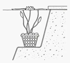 Plastic Prints: Black and white cross section illustration of waterlily in plastic mesh basket weighted down by pebb