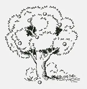 Apple Tree Prints: Black and white digital illustration of apples on tree and ground