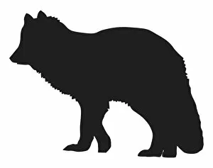 Images Dated 17th April 2009: Black and white digital illustration of Arctic Fox (Vulpes lagopus)
