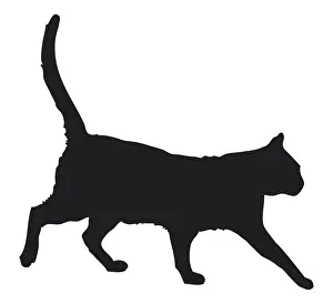 Felis Prints: Black and white digital illustration of black domestic cat (Felis catus)