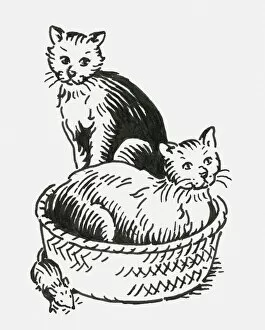 Images Dated 14th July 2009: Black and white digital illustration of two cats oblivious to mouse neat pet bed