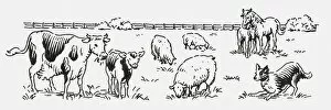 Images Dated 14th July 2009: Black and white digital illustration of cow and calf, horse and foal, sheep and sheepdog in field