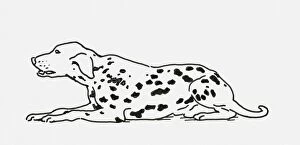 Images Dated 14th July 2009: Black and white digital illustration of Dalmatian dog lying down