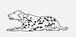 Dalmatian Prints: Black and white digital illustration of Dalmatian dog lying down