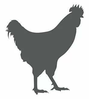 Black and white digital illustration of domestic Chicken (Gallus gallus domesticus)