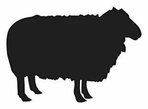 Black and white digital illustration of Domestic Sheep (Ovis aries)