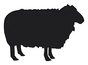 Ovis Prints: Black and white digital illustration of Domestic Sheep (Ovis aries)