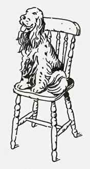 Images Dated 14th July 2009: Black and white digital illustration of English Springer Spaniel sitting on wooden chair