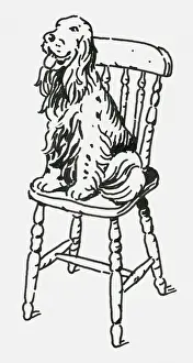 Panting Prints: Black and white digital illustration of English Springer Spaniel sitting on wooden chair