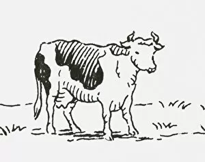 Images Dated 14th July 2009: Black and white digital illustration of Friesian cow