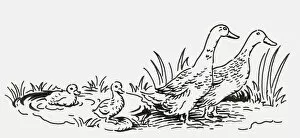 Images Dated 14th July 2009: Black and white digital illustration of two geese with two goslings near pond