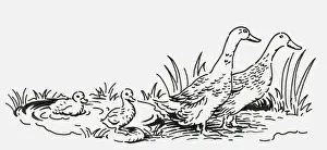 Black and white digital illustration of two geese with two goslings near pond