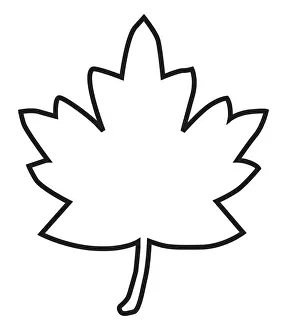 Outline Prints: Black and white digital illustration of maple leaf outline